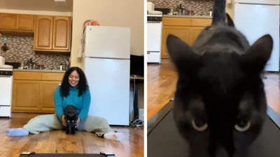 Кіт став вірусним у мережі - усі захоплюються його заняттями на біговій доріжці