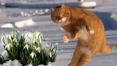 Весна прийшла. Меми принесла