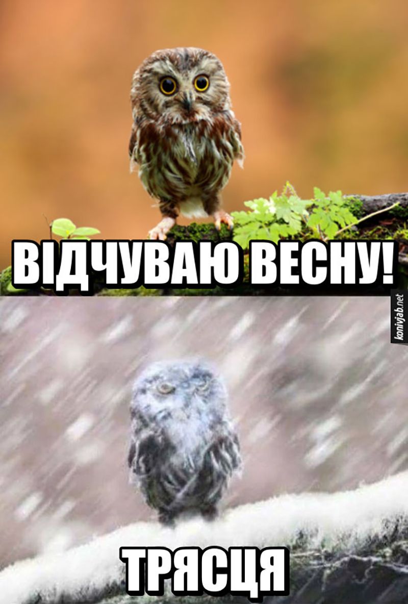 Весна пришла. Мемы принесла - 835783 Весна пришла. Мемы принесла - фото 835783