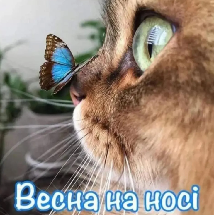 Смешные мемы о весне, которые идеально передают настроение этого сезона - 835862 Смешные мемы о весне, которые идеально передают настроение этого сезона - фото 835862