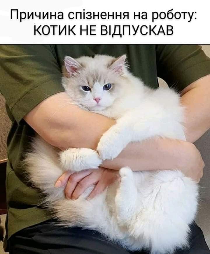 Забавные мемы с котиками, потому что они - настоящий символ весны - фото 836112