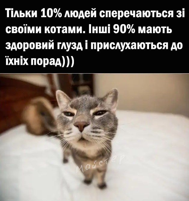 Забавные мемы с котиками, потому что они - настоящий символ весны - фото 836113