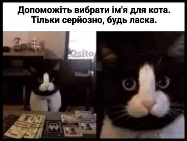 Забавные мемы с котиками, потому что они - настоящий символ весны - фото 836114