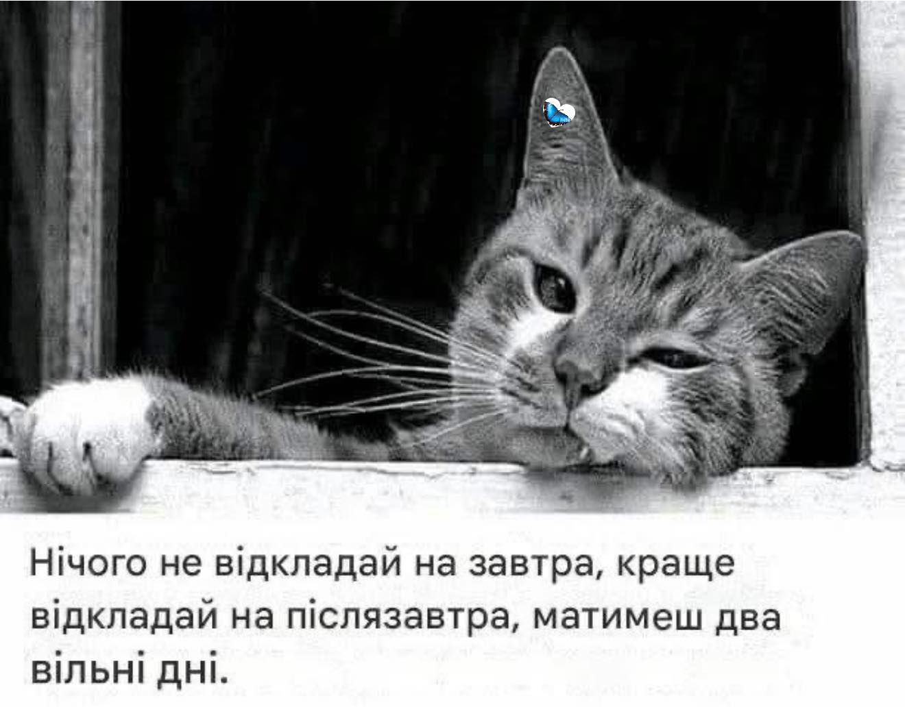 Забавные мемы с котиками, потому что они - настоящий символ весны - фото 836115