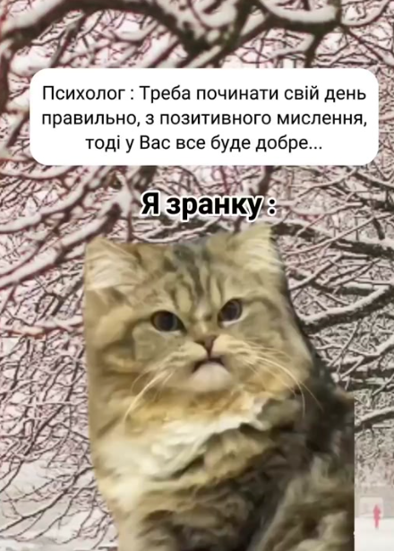 Забавные мемы с котиками, потому что они - настоящий символ весны - фото 836121