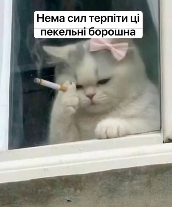 Забавные мемы с котиками, потому что они - настоящий символ весны - фото 836123