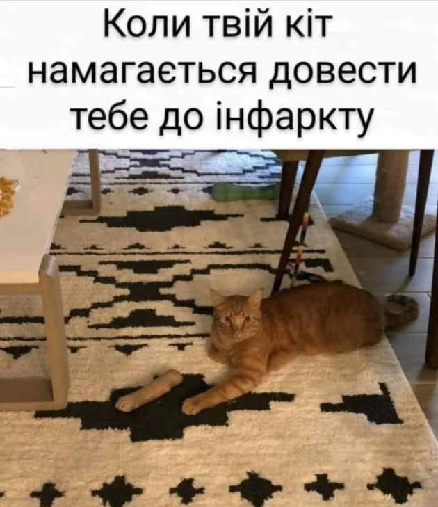 Забавные мемы с котиками, потому что они - настоящий символ весны - фото 836126