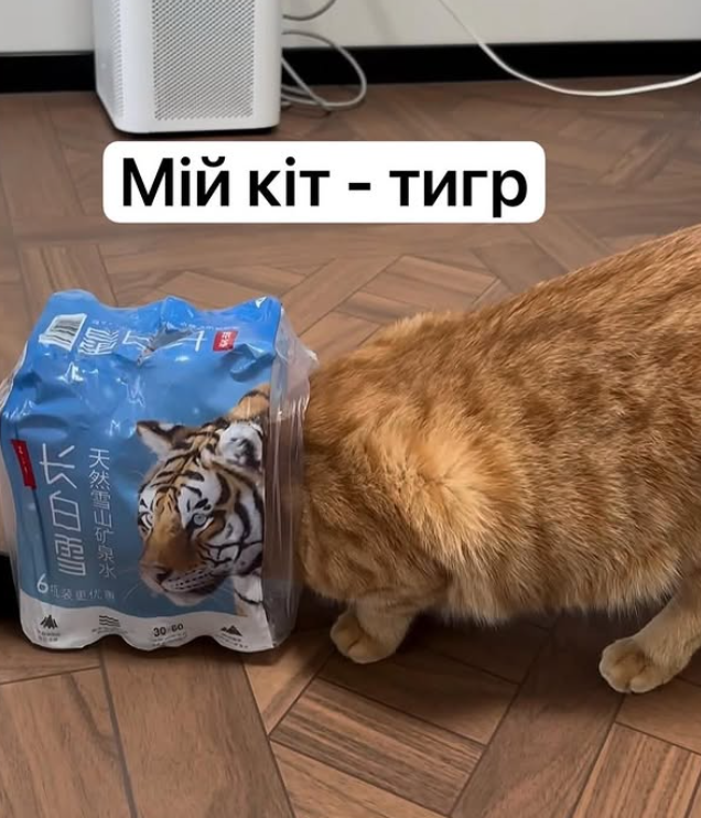 Забавные мемы с котиками, потому что они - настоящий символ весны - фото 836127