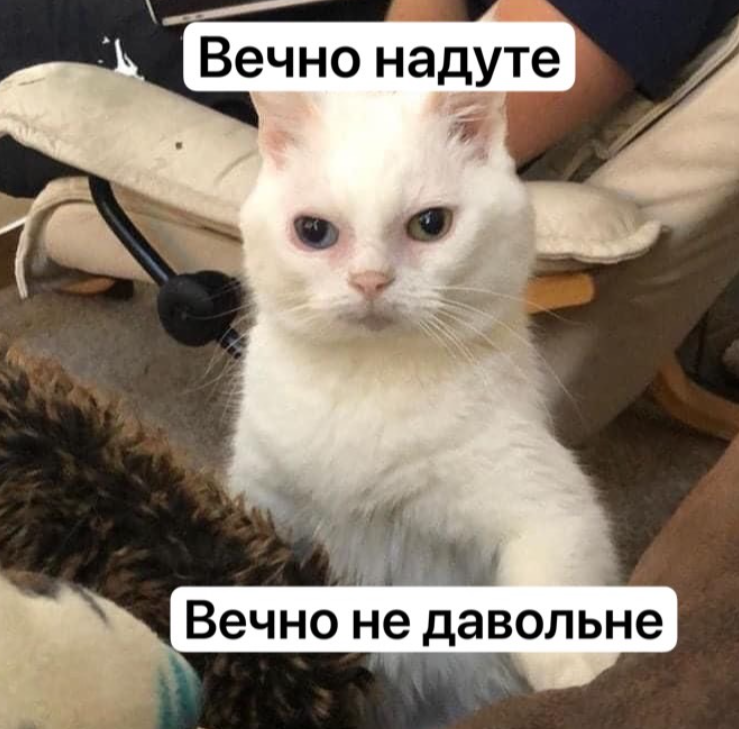 Забавные мемы с котиками, потому что они - настоящий символ весны - фото 836128