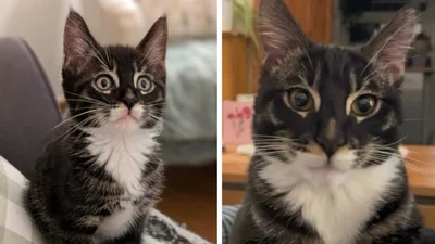 Наче його намалювали: інтернет закохався в цього котика з рідкісним забарвленням