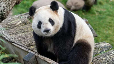 Панда вкрала телефон у туриста і не хотіла віддавати - відео, яке нам усім сьогодні потрібне