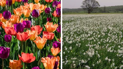 Куди їхати навесні за розкішним цвітінням квітів в Україні: це топ маловідомих місць
