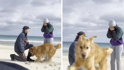 Украв романтичний момент: песик зірвав пропозицію на пляжі і став зіркою мережі