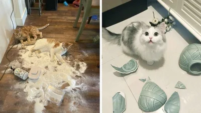 20 котів, які наробили шкоди, але їм за це аніскілечки не соромно