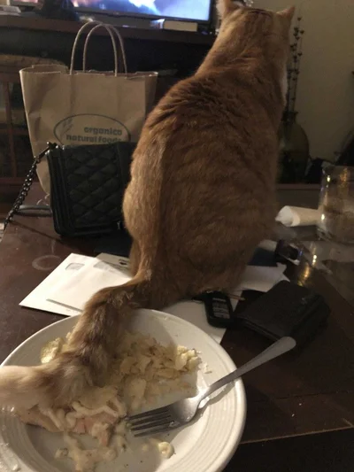 20 котів, які наробили шкоди, але їм за це аніскілечки не соромно - фото 837227