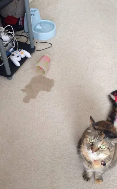 20 котів, які наробили шкоди, але їм за це аніскілечки не соромно - фото 837228