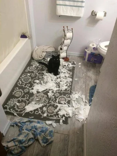 20 котів, які наробили шкоди, але їм за це аніскілечки не соромно - фото 837229