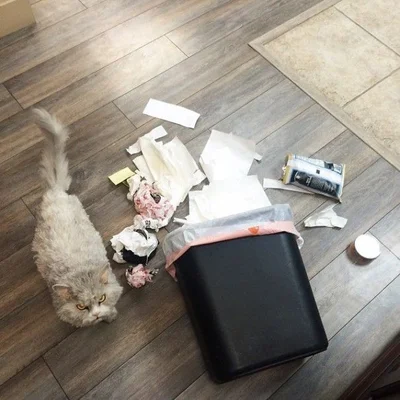 20 котів, які наробили шкоди, але їм за це аніскілечки не соромно - фото 837230