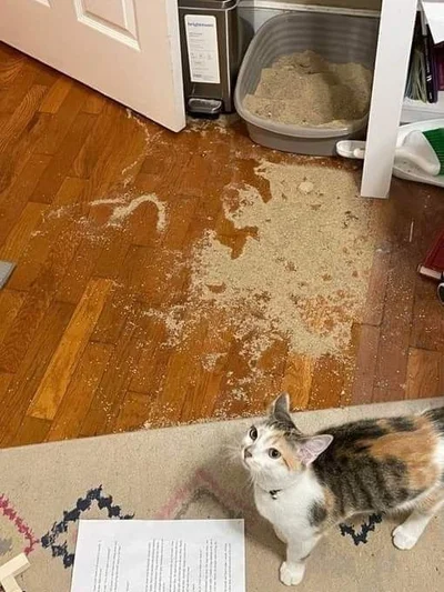 20 котів, які наробили шкоди, але їм за це аніскілечки не соромно - фото 837231