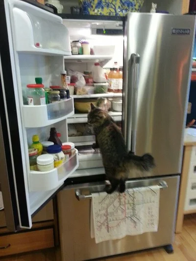 20 котів, які наробили шкоди, але їм за це аніскілечки не соромно - фото 837232