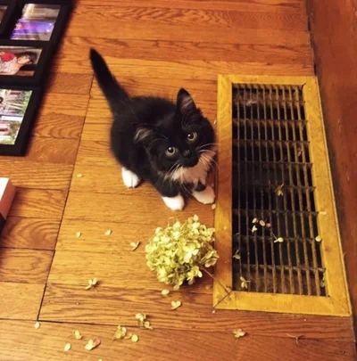 20 котів, які наробили шкоди, але їм за це аніскілечки не соромно - фото 837233