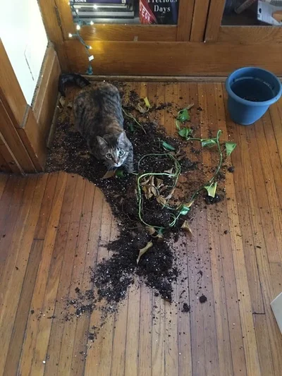 20 котів, які наробили шкоди, але їм за це аніскілечки не соромно - фото 837234