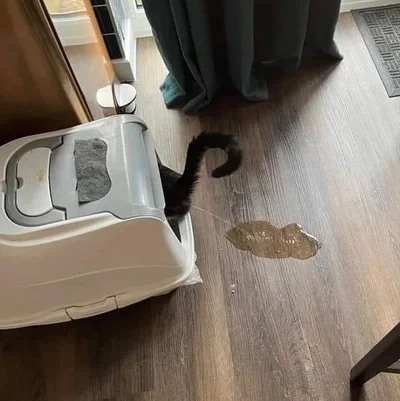 20 котів, які наробили шкоди, але їм за це аніскілечки не соромно - фото 837235