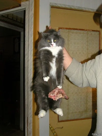 20 котів, які наробили шкоди, але їм за це аніскілечки не соромно - фото 837237