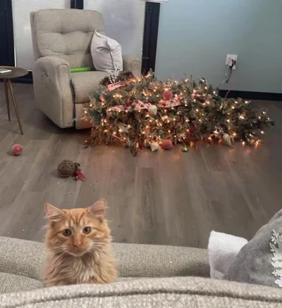 20 котів, які наробили шкоди, але їм за це аніскілечки не соромно - фото 837239