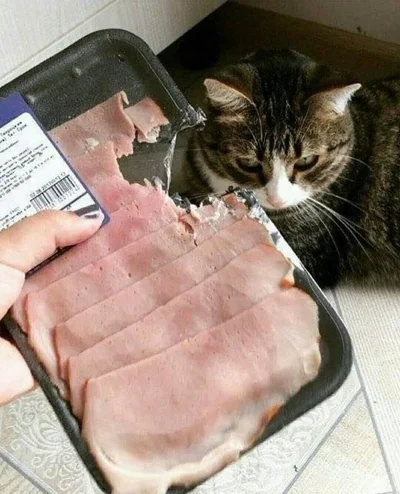 20 котів, які наробили шкоди, але їм за це аніскілечки не соромно - фото 837241