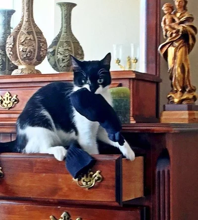 20 котів, які наробили шкоди, але їм за це аніскілечки не соромно - фото 837242