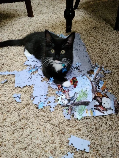 20 котів, які наробили шкоди, але їм за це аніскілечки не соромно - фото 837243