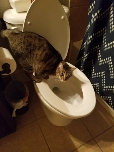 20 котів, які наробили шкоди, але їм за це аніскілечки не соромно - фото 837244