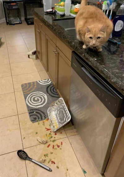 20 котів, які наробили шкоди, але їм за це аніскілечки не соромно - фото 837245