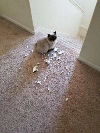 20 котів, які наробили шкоди, але їм за це аніскілечки не соромно - фото 837246