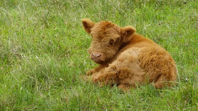 Пушистый теленок влюбляет в себя с первого взгляда - вирусное видео, которое ты точно лайкнешь