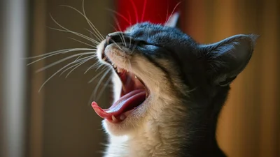 Котик підспівує маленькій дівчинці - відео, яке хочетьсч поставити на повтор