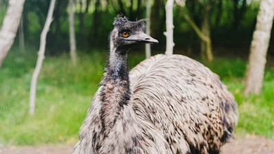 Девушка удивила сеть, показав видео своего домашнего любимца - это страус эму