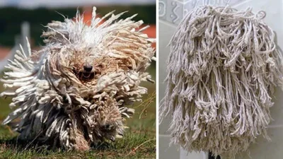 15 раз, когда собачки странным образом напоминали нам что-то совсем другое