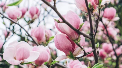Весняне цвітіння: топ локацій, де можна насолодитися магноліями