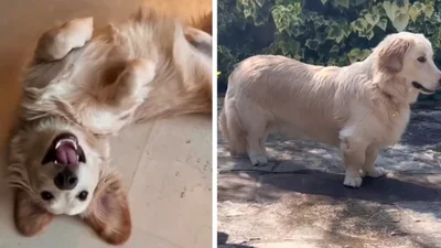 Наполовину коргі, наполовину золотистий ретривер підкорив мережу - справжній лапусик