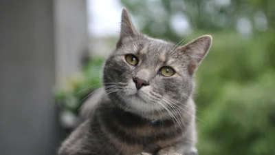 Кішка шокувала мережу: вона виє, як справжній вовк