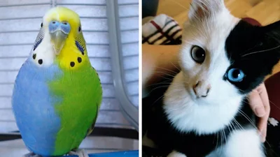 23 тварини з рідкісним забарвленням, у існування яких вкрай важко повірити