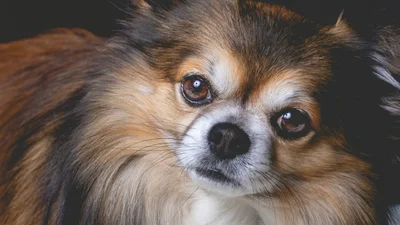 Крихітний песик довів, що розмір не має значення - прогнав курку у кумедному ролику