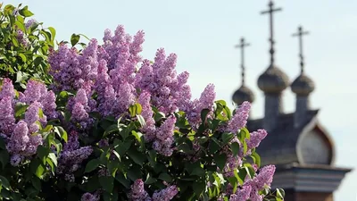 Благовіщення 2026: листівки та вітання, які дарують тепло та надію у цей святковий день