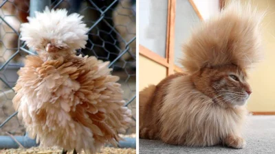 16 тварин з веселими зачісками, які мають кращого перукаря, аніж ти