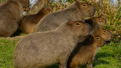 Женщина проснулась посреди ночи, потому что ее разбудил парад капибар - видео, которое станет твоим любимым