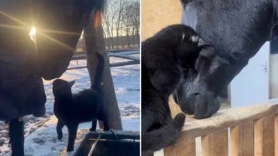 Чорний котик та чорний кінь зворушили мережу своєю дружбою - відео, яке викликає захват