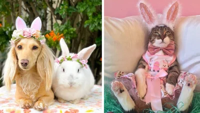 17 неймовірно милих тварин у костюмах великоднього кролика