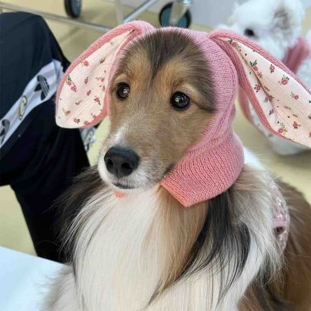 17 невероятно милых животных в костюмах пасхального кролика - фото 841604